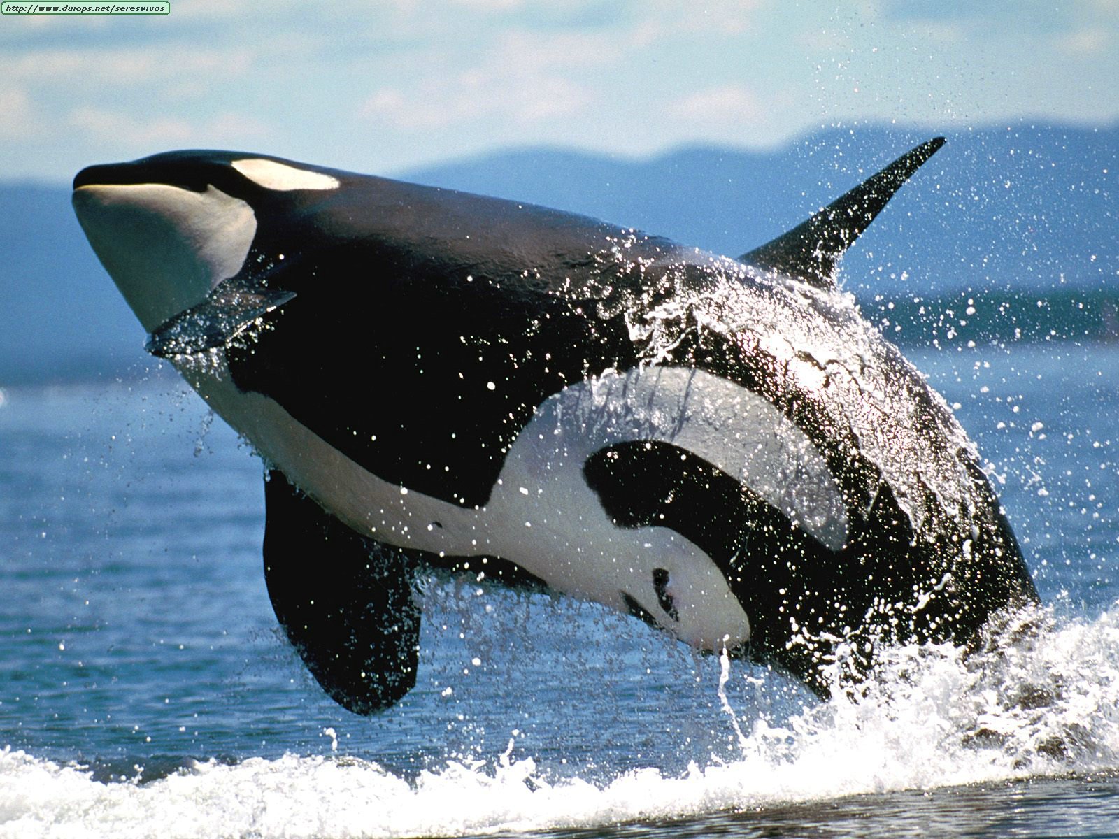 Fotos de ballenas y orcas (II)